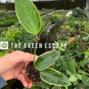 May include: A small potted plant with large, green leaves edged in yellow is held in a person's hand. The leaves have visible veins and water droplets. The pot is brown, and the background shows a greenhouse filled with various plants. The text "THE GREEN ESCAPE" is visible.