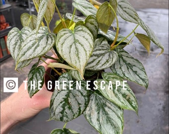 Philodendron brandtianum “Brandi”  4” pot (ALL PLANTS require you to purchase 2 plants!)