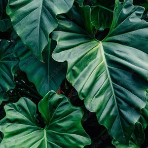 Philodendron giganteum Starter Plant (ALL STARTER PLANTS require you to purchase 2 plants!)