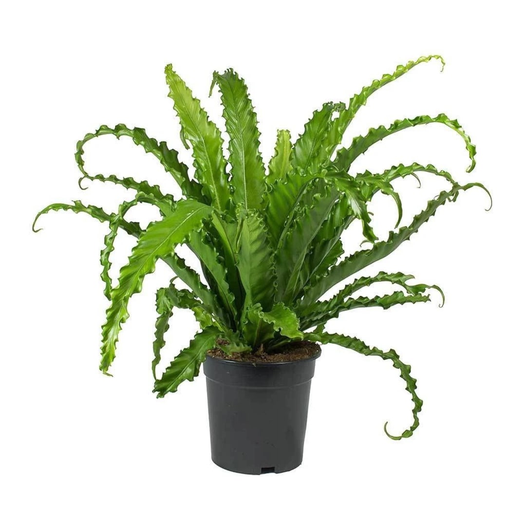 Japanese Birds Nest Fern Starter Plant ALL STARTER PLANTS Require You to Purchase 2 Plants