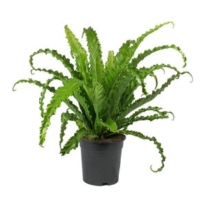 Japanese birds nest Fern Starter Plant (ALL STARTER PLANTS require you to purchase 2 plants!)