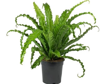 Japanese birds nest Fern Starter Plant (ALL STARTER PLANTS require you to purchase 2 plants!)