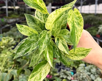 Exact Plant Pothos Marble Prince Specific 4” Pot 299FEE | F (All PLANTS require you to purchase 2 plants!)