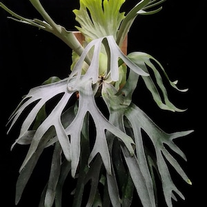 p. Virgo Stellar Stream ビカクシダplatycerium 𝙋.𝙑𝙞𝙧𝙜𝙤 𝙎𝙩𝙚𝙡𝙡𝙖𝙧 𝙎𝙩𝙧𝙚𝙖𝙢 The Galaxy collection