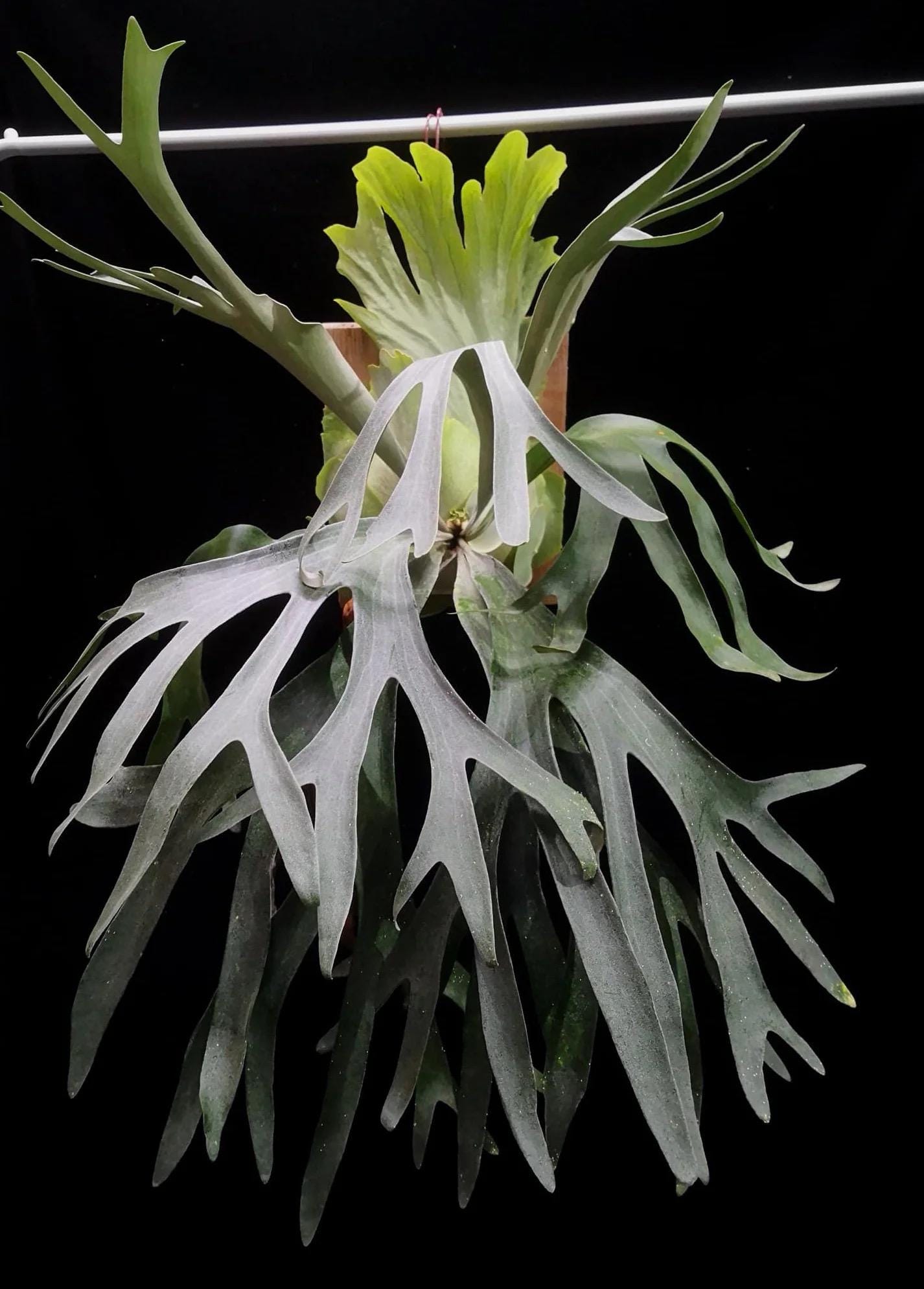 Platycerium Pegasus Tissue Culture (ALL PLANTS Require You to