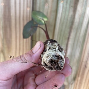 Puede incluir: Una peque&ntilde;a planta con hojas de color verde oscuro y un tallo rojizo, sostenida en una mano. Las ra&iacute;ces de la planta son visibles, encerradas en una bola de tierra y fibras blancas. El fondo es una valla de madera.