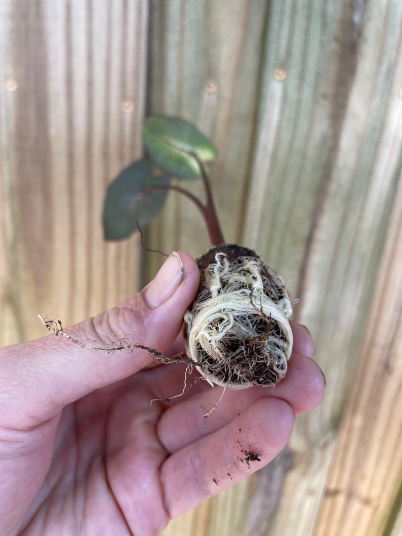 Puede incluir: Una peque&ntilde;a planta con hojas de color verde oscuro y un tallo rojizo, sostenida en una mano. Las ra&iacute;ces de la planta son visibles, encerradas en una bola de tierra y fibras blancas. El fondo es una valla de madera.