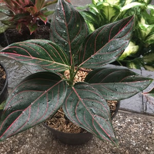 Aglaonema Rotundum Starter Plant (ALL STARTER PLANTS require you to purchase 2 plants!)