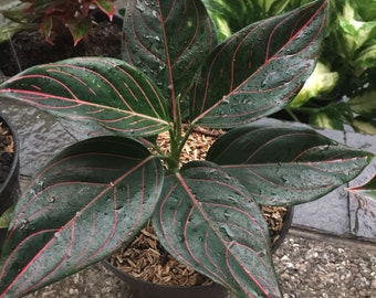 Aglaonema Rotundum Starter Plant (ALL STARTER PLANTS require you to purchase 2 plants!)