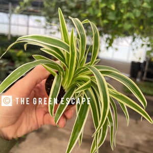 May include: A small potted plant with long, green and white striped leaves. The plant is being held in a hand, and the text "THE GREEN ESCAPE" is visible in the image.
