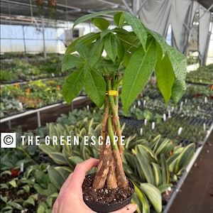 May include: A potted money tree plant with braided trunks and vibrant green leaves. The plant is in a black pot and is held by a person. The Green Escape logo is in the lower left corner.