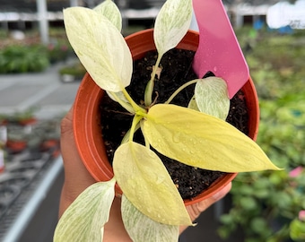 Exact Plant Homalomena Sulcata Cream Frost  Specific 4” Pot #HME4932 | G/H (All PLANTS require you to purchase 2 plants!)