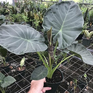 Alocasia "Regal Shield" Starter Plant (ALL STARTER PLANTS require you to purchase 2 plants!)