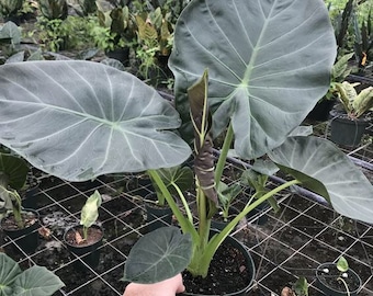 Alocasia "Regal Shield" Starter Plant (ALL STARTER PLANTS require you to purchase 2 plants!)