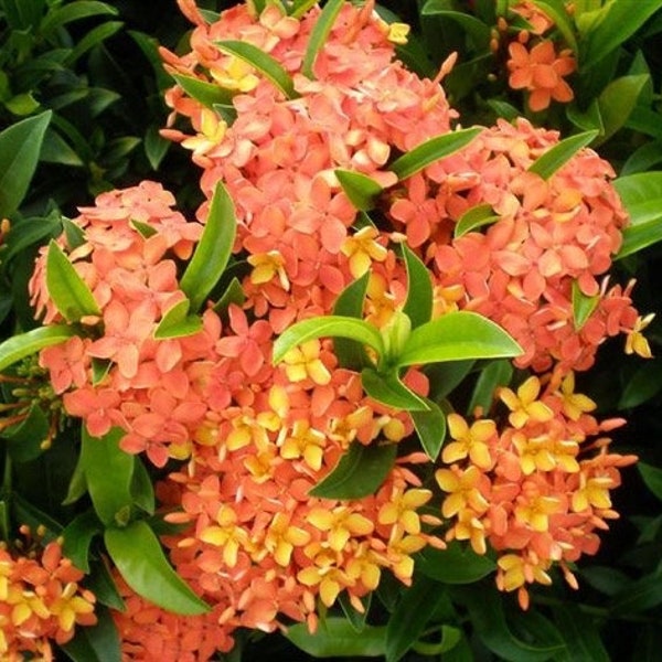 Ixora dwarf Carmen Starter Plant (ALL STARTER PLANTS require you to purchase 2 plants!)