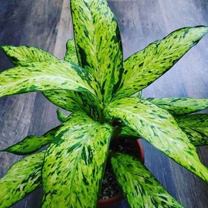 Dieffenbachia Starbright Starter Plant (ALL STARTER PLANTS require you to purchase 2 plants!)