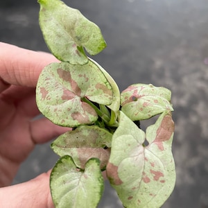 K&ouml;nnte beinhalten: Eine kleine, gr&uuml;n-wei&szlig;e Pflanze mit rosa Flecken auf den Bl&auml;ttern. Die Pflanze ist in einem Topf und wird in einer Hand gehalten.