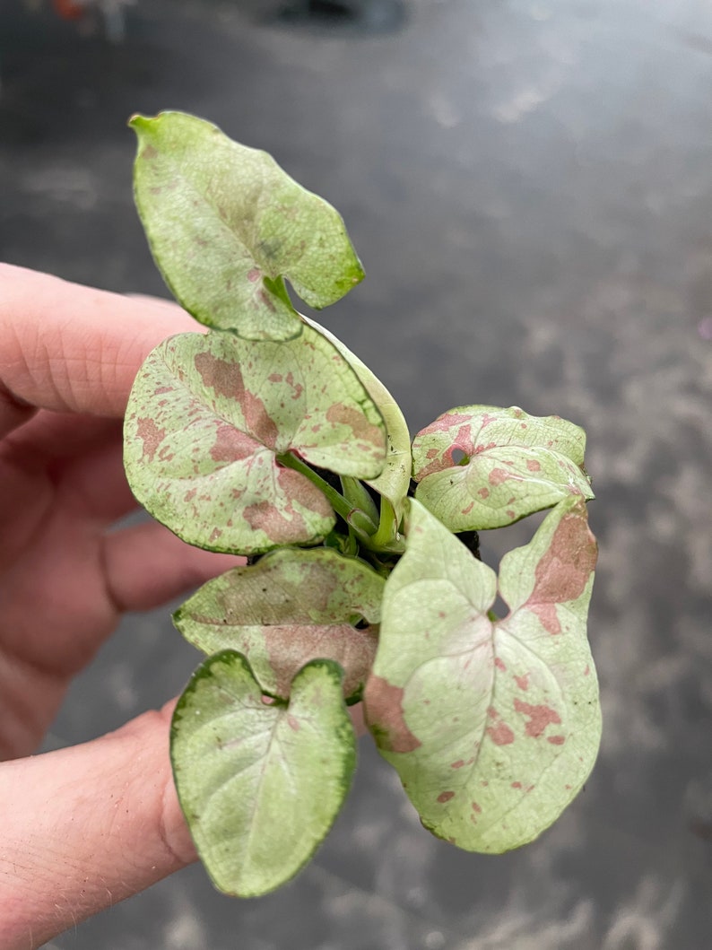 K&ouml;nnte beinhalten: Eine kleine, gr&uuml;n-wei&szlig;e Pflanze mit rosa Flecken auf den Bl&auml;ttern. Die Pflanze ist in einem Topf und wird in einer Hand gehalten.