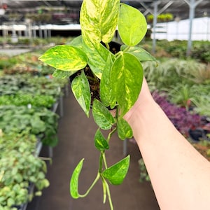 May include: A potted pothos plant with vibrant green and yellow variegated leaves. The plant is held in a black pot, with a trailing vine of leaves. The background shows other plants in a greenhouse setting.