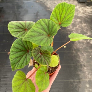 Begonia Sericoneura var. Lindleyana 4 pot ALL PLANTS require you to purchase 2 plants image 1