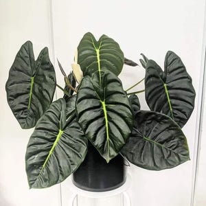Alocasia Golden bone Starter Plant (ALL STARTER PLANTS require you to purchase 2 plants!)