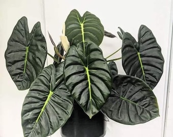 Planta de inicio Alocasia Golden Bone (frydek x bullata) (¡TODAS LAS PLANTAS DE INICIO requieren la compra de 2 plantas!)