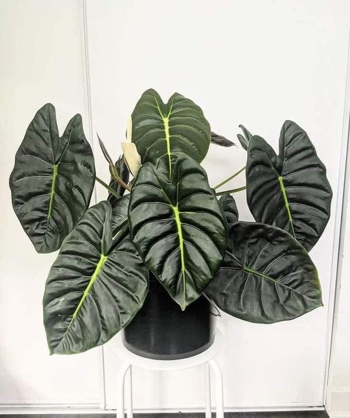 Alocasia Golden Bone (frydek x bullata) Starter Plant (ALL STARTER