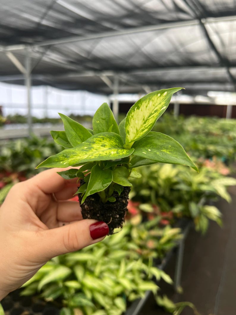 TheGreenEscape Dieffenbachia Carina Plant - Thumbnail 2