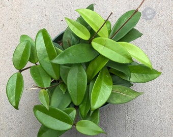 Hoya Jade Starter Plant (ALL STARTER PLANTS require you to purchase 2 plants!)