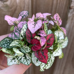 May include: A close-up of a small potted plant with pink, white, and red leaves. The leaves have a speckled pattern.