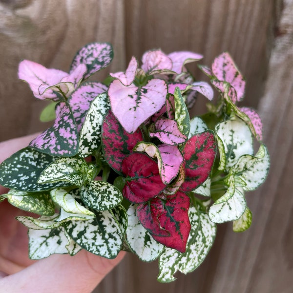 Hypoestes mixed (polka dot plant) Starter Plant (ALL STARTER PLANTS require you to purchase 2 plants!)