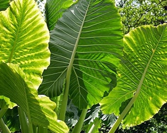 alocasia macrorrhiza Starter Plant (ALL STARTER PLANTS require you to purchase 2 plants!)