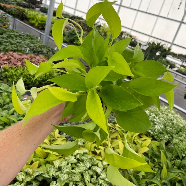 Neon pothos 4” pot (ALL PLANTS require you to purchase 2 plants!)