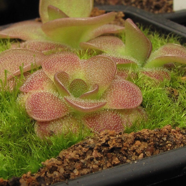 Pinguicula Guatemala Starter Plant (ALL STARTER PLANTS require you to purchase 2 plants!)