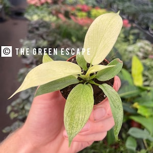 Philodendron Florida ghost mint 2” pot (ALL PLANTS require you to purchase 2 plants!)