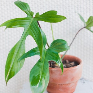 Philodendron Florida beauty green Starter Plant (ALL STARTER PLANTS require you to purchase 2 plants!)