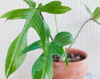 Philodendron Florida beauty green Starter Plant (ALL STARTER PLANTS require you to purchase 2 plants!)