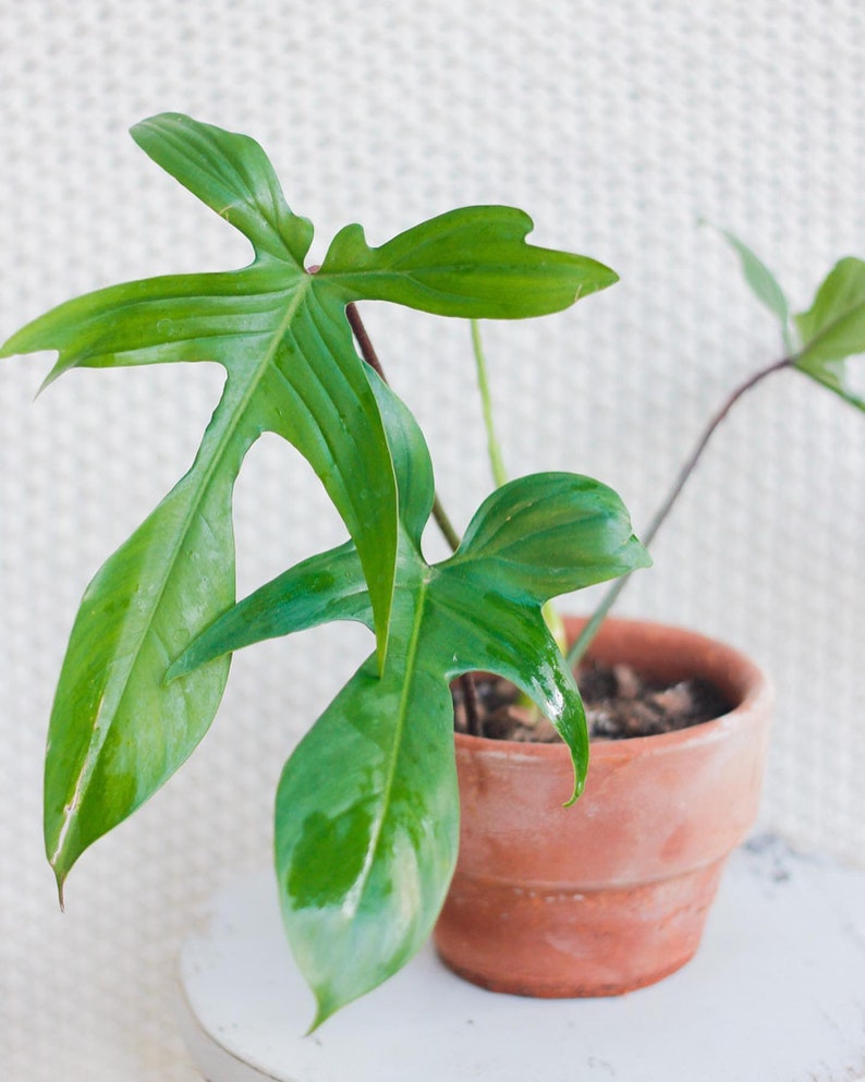 Philodendron Florida Beauty Green Starter Plant ALL STARTER Etsy