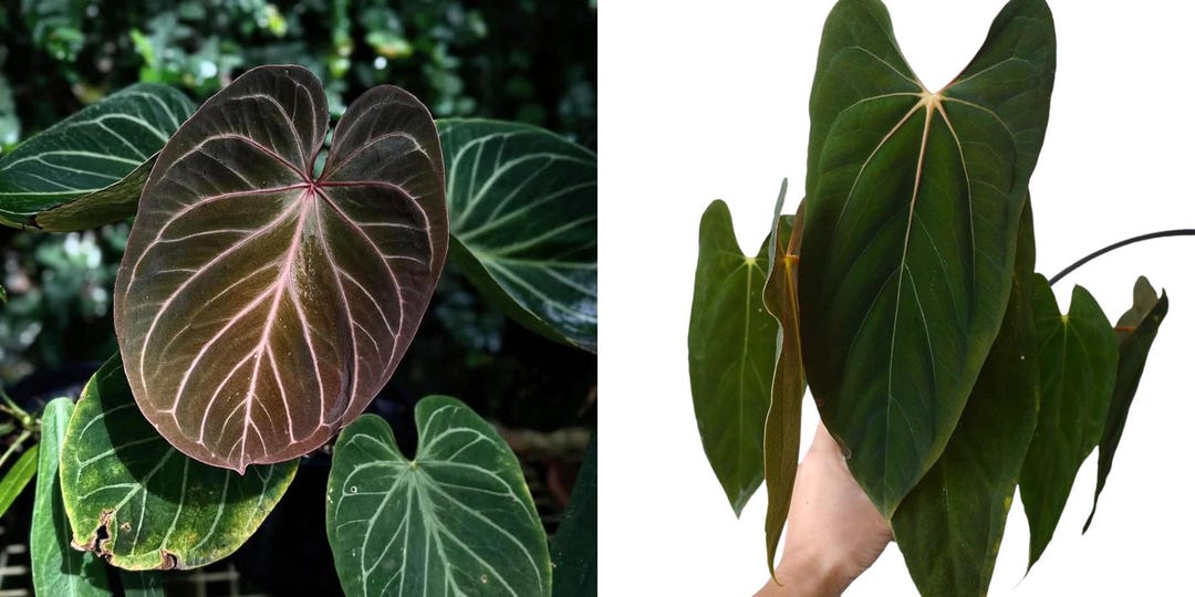 Seed Grown Anthurium King of Spades (hu) X Papillilaminum Starter