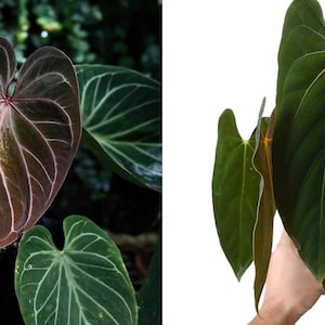 蘑*o様 アンスリウム King of Spades x Red Crystal Anthurium 