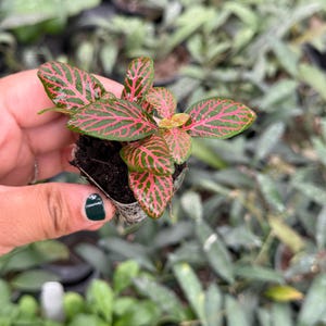 Puede incluir: Una peque&ntilde;a planta en maceta con hojas verdes y venas rojas. La planta est&aacute; en una maceta peque&ntilde;a de pl&aacute;stico con tierra marr&oacute;n.