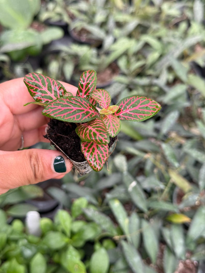 Puede incluir: Una peque&ntilde;a planta en maceta con hojas verdes y venas rojas. La planta est&aacute; en una maceta peque&ntilde;a de pl&aacute;stico con tierra marr&oacute;n.