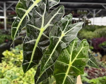 Exact Plant Alocasia Polly Specific 4” Pot 403FEE | F (All PLANTS require you to purchase 2 plants!)
