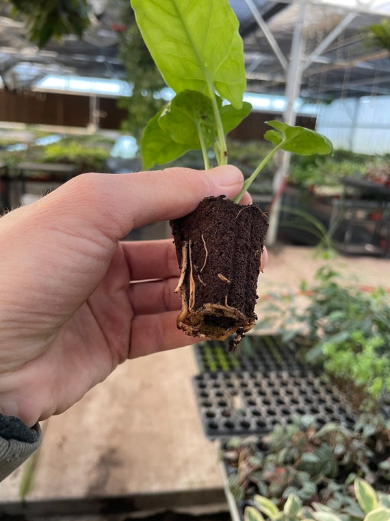 Syngonium Steyermarkii Starter Plant (ALL STARTER PLANTS require you to purchase 2 plants!)