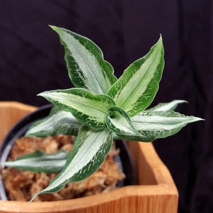 Aspidogyne argentea Starter Plant (ALL STARTER PLANTS require you to purchase 2 plants!)
