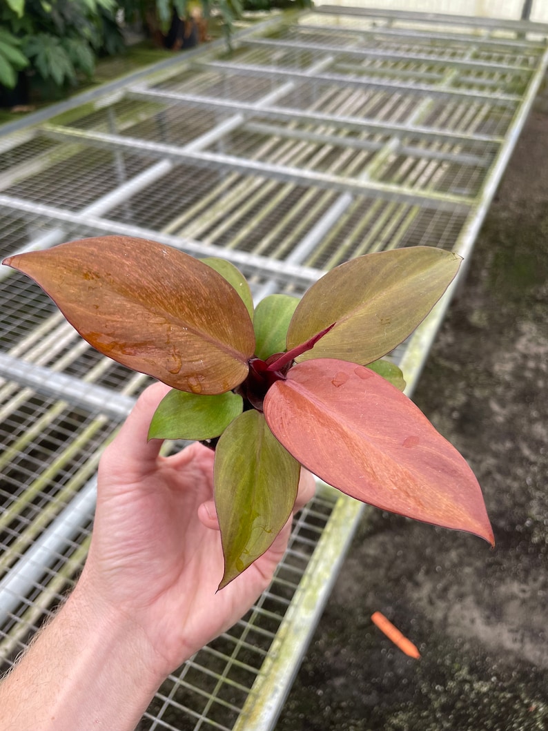 Philodendron McColley's Finale
