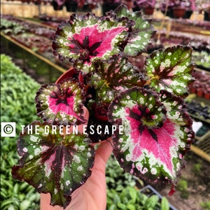 May include: A close-up of a begonia plant with large, textured leaves. The leaves are a mix of green, white, and deep pink, with dark edges. The text "THE GREEN ESCAPE" is visible in the image. The plant is in a brown pot.