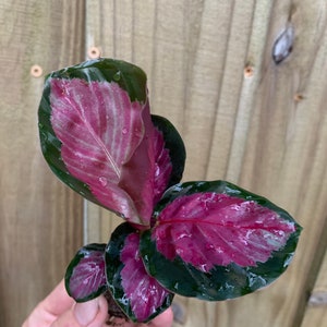 Calathea rosy Starter Plant (ALL STARTER PLANTS require you to purchase 2 plants!)