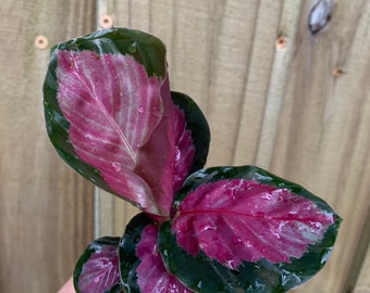 Calathea rosy Starter Plant (ALL STARTER PLANTS require you to purchase 2 plants!)