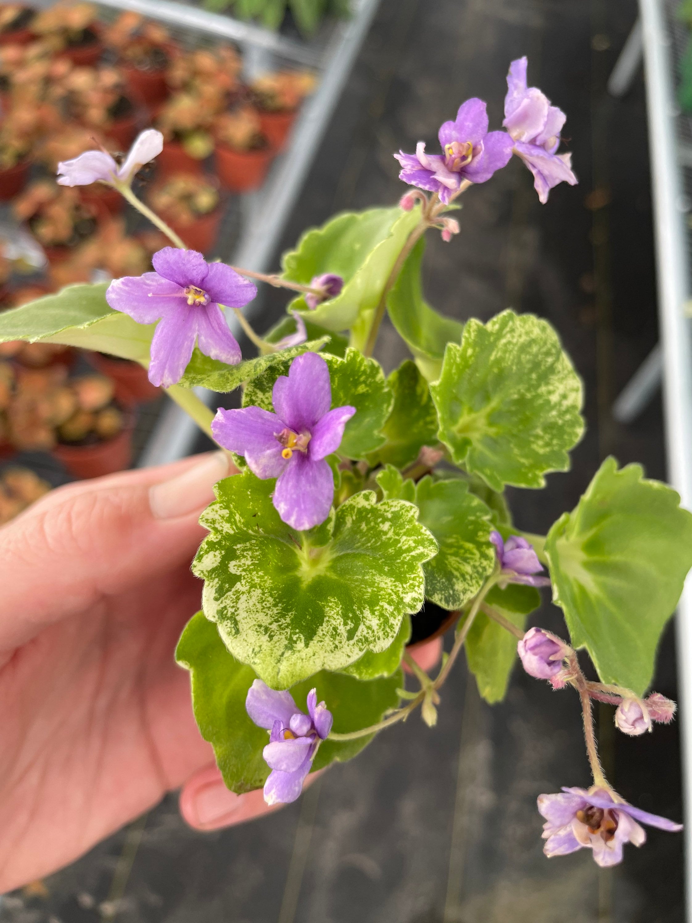 Variegated African Violet “biscayne Trail” Starter Plant (ALL